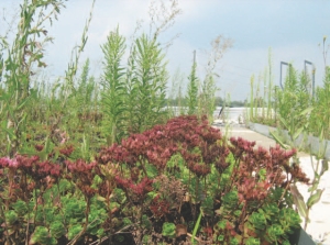 Plants flourish in August on the Ajax Fire Hall roof. A layer of cups below the vegetation is fed by a rainwater cistern. Top right: firehall entrance.