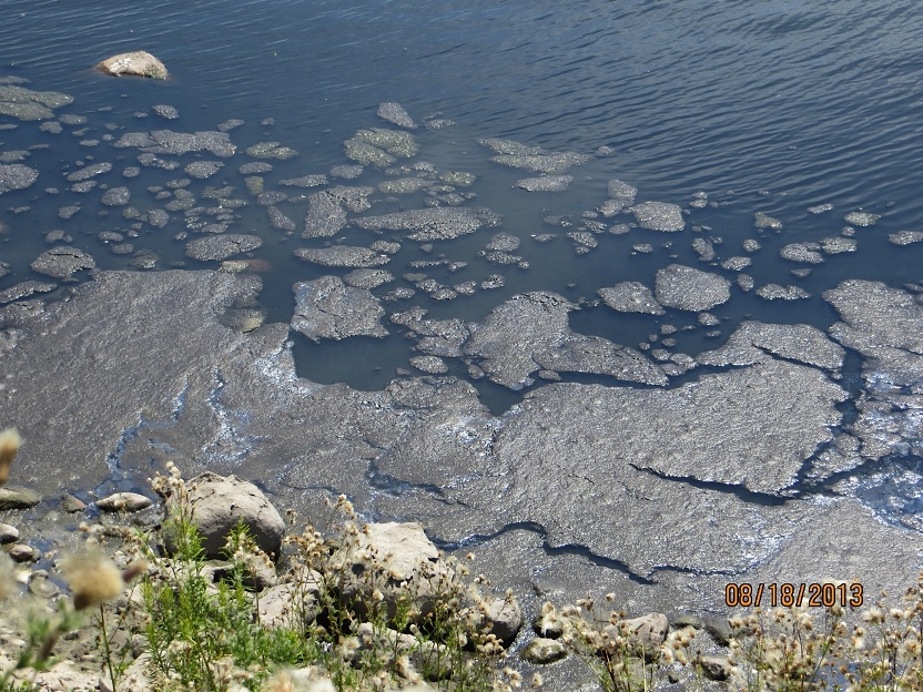Algae along the Lake Ontario shoreline in Ajax.  Photo courtesy Paul Kuebler.
