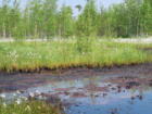 environmental services